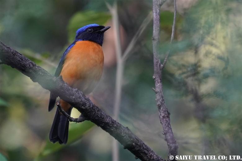 コチャバラオオルリ Rufous-bellied niltava （マルガラヒル、イスラマバード）